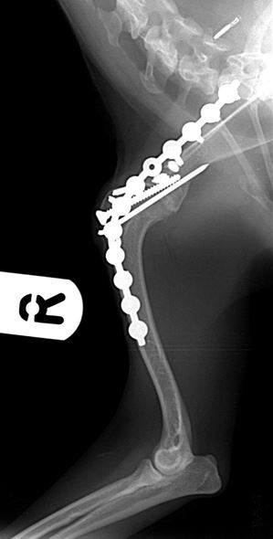 radiographs of the arthrodesed shoulder 6 weeks after surgery